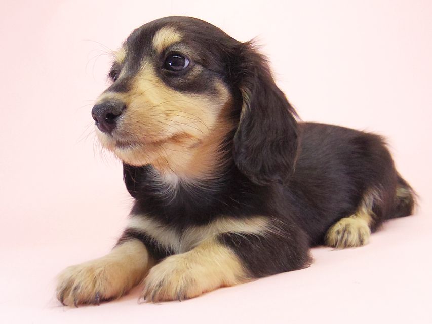 ミニチュアダックス シャーディー & オスカルの赤ちゃん ブラッククリーム 男の子