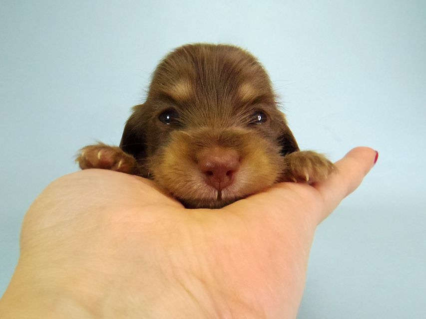 ダックスフンド ハッピーベル & 武蔵 チョコクリーム 女の子