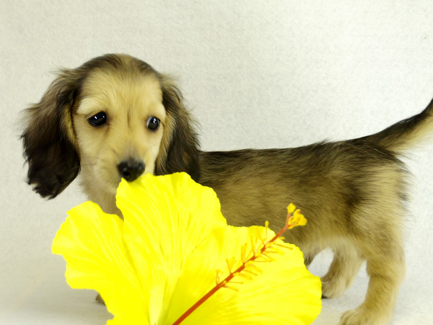 カニヘンダックス シェーデットクリーム 男の子 カニヘンダックス シェーデットクリーム 男の子