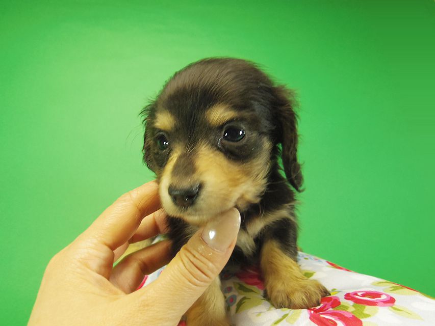 ダックスフンド SHELLY.mi & オスカルの赤ちゃん ブラッククリーム 女の子② お写真初登場