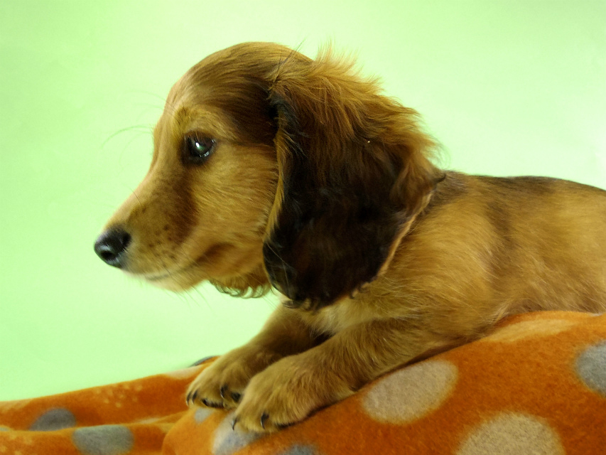 カニンヘンダックス　子犬　レット男の子