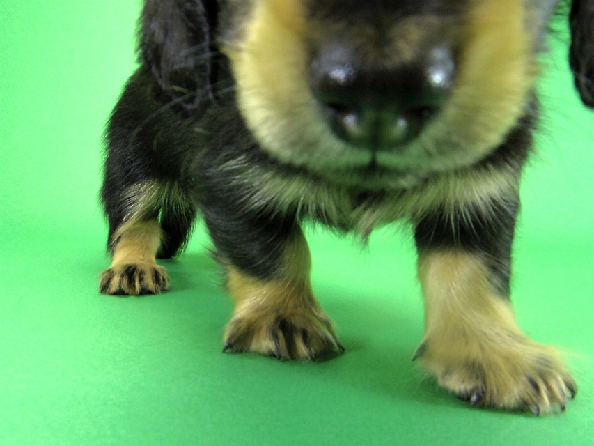 カニヘンダックス 子犬 ブラッククリーム 男の子 カニヘンダックス 子犬 ブラッククリーム 男の子