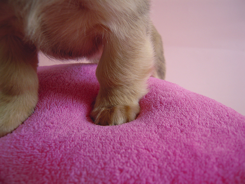 カニヘン シェーデットクリーム女の子 石川県・N様 カニヘン シェーデットクリーム女の子 石川県・N様