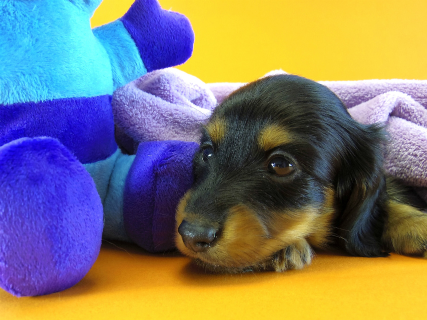 カニヘン 子犬 ブラック&タン 男の子 カニヘン 子犬 ブラック&タン 男の子