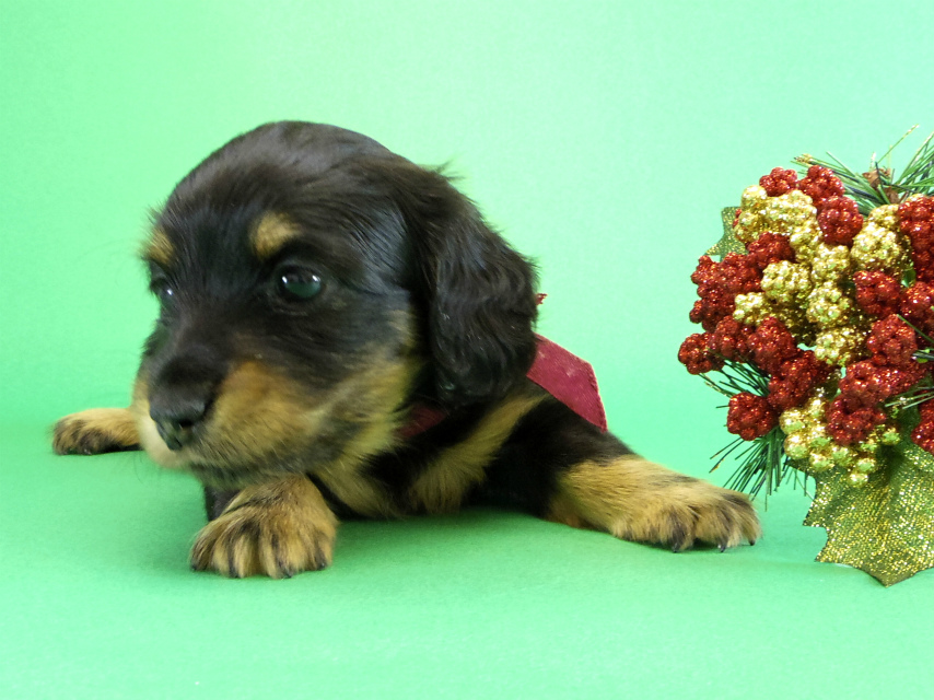 カニヘンダックス　子犬　ブラックタン女の子