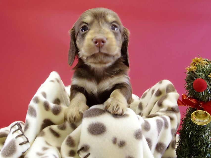 カニンヘンダックス　仔犬　チョコレートクリーム女の子