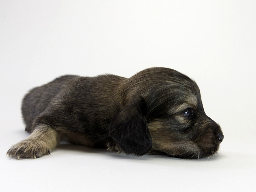 カニンヘン ダックスフンド 子犬 シェーデットクリーム 女の子