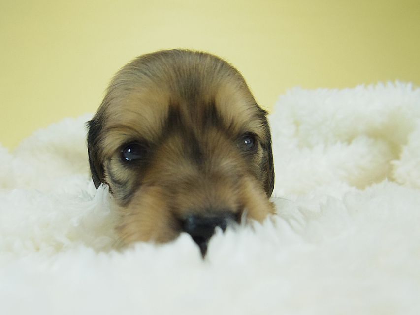 ミニチュアダックス シャーディー & オスカルの赤ちゃん シェーデットクリーム 男の子