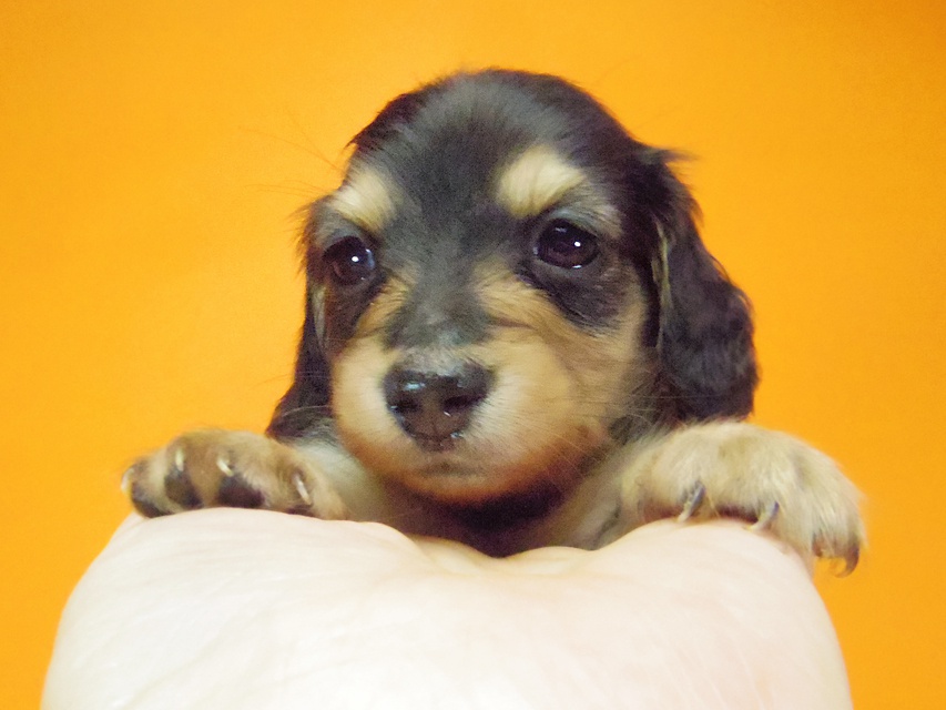 ダックスフンド ローラ.mi & アレックス ブラッククリーム 女の子②