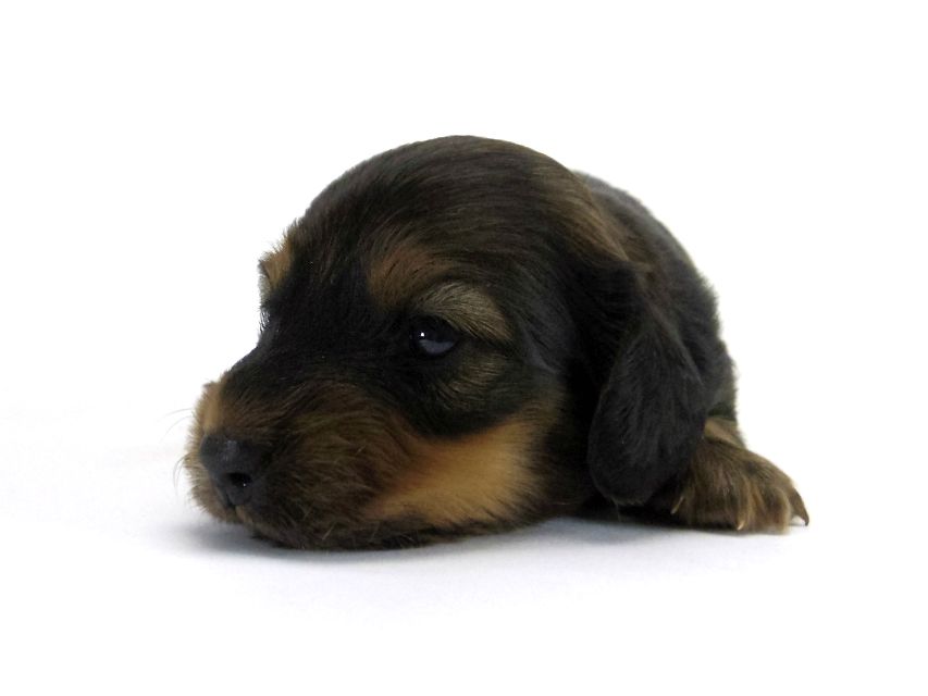 カニンヘン ダックスフンド 子犬 シェーデットレット 男の子