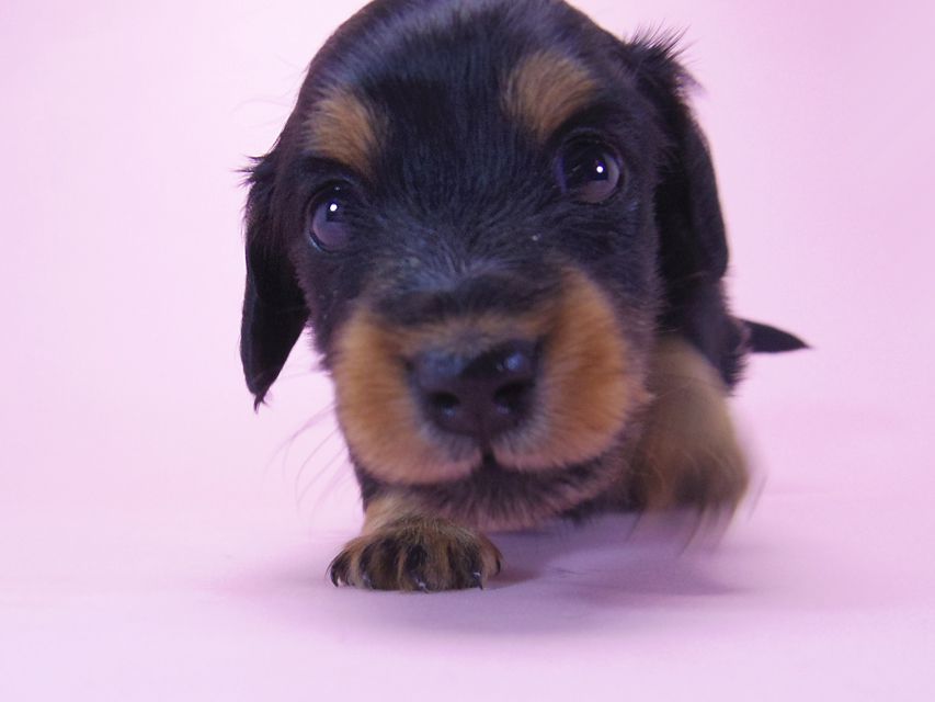 ダックスフンド コラム & 武蔵の子犬 ブラックタン 女の子 