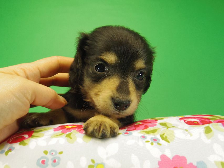 ダックスフンド SHELLY.mi & オスカルの赤ちゃん ブラッククリーム 女の子② お写真初登場
