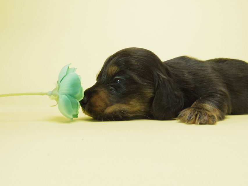 ダックスフンド チェルシー & AQUARIONの子犬 ブラックタン 男の子
