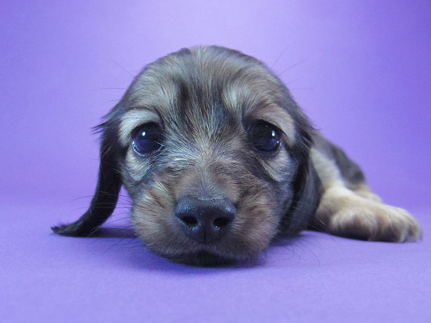 ダックスフンド カニンヘン マンドレ & ジムダンディの子犬 シェーデットクリーム 女の子