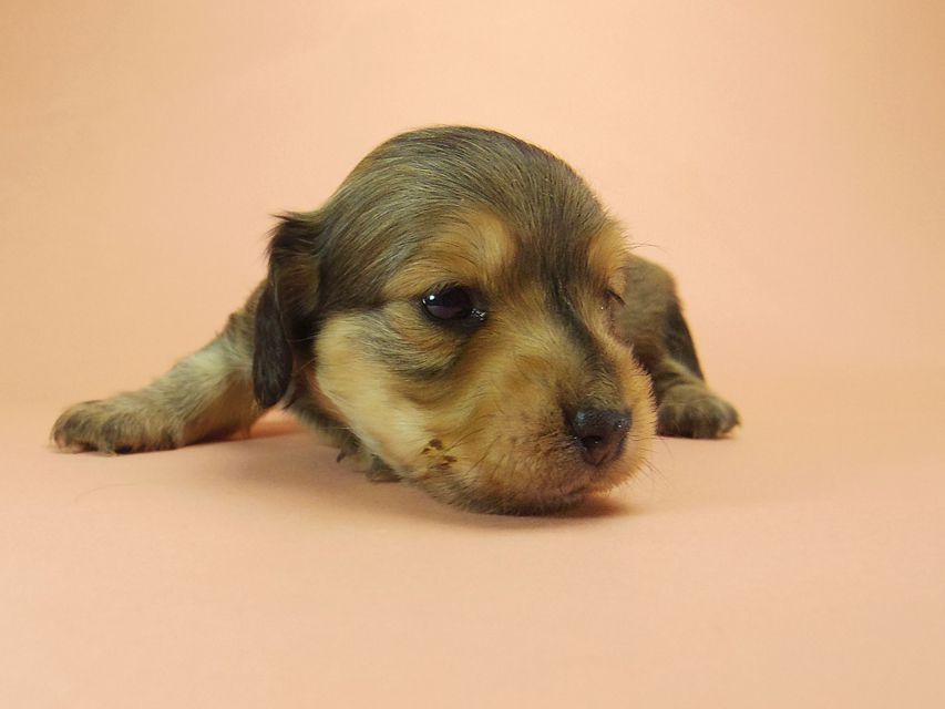 0ダックスフンド カニンヘン SHELLY.mi & オスカルの子犬 シェーデットクリーム 男の子 ①57 ダックスフンド カニンヘン SHELLY.mi & オスカルの子犬 シェーデットクリーム 男の子 ①