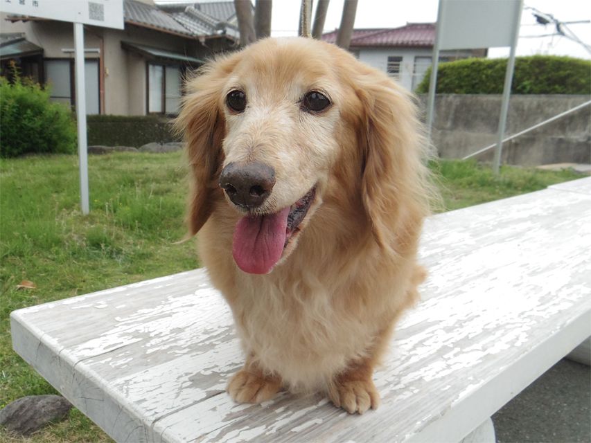 ミニチュアダックス あっくん