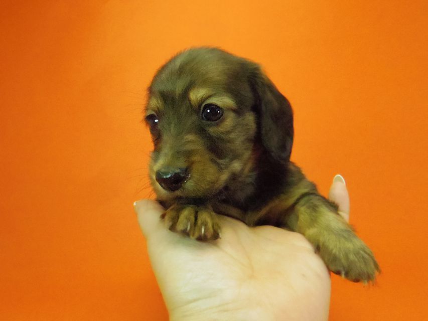ダックスフンド ルヒィ & ジムダンディの子犬 レッド 男の子057 ダックスフンド ルヒィ & ジムダンディの子犬 レッド 男の子