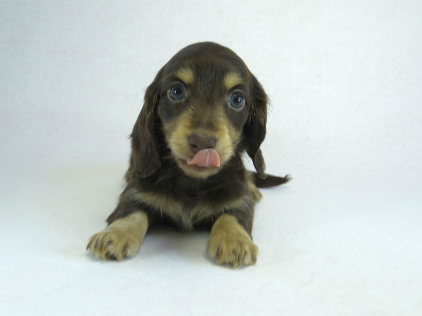 カニヘン　子犬　チョコクリ女の子