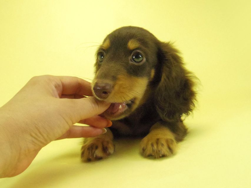 ダックスフンド 黒豆 & アサヒの子犬 チョコタン 男の子