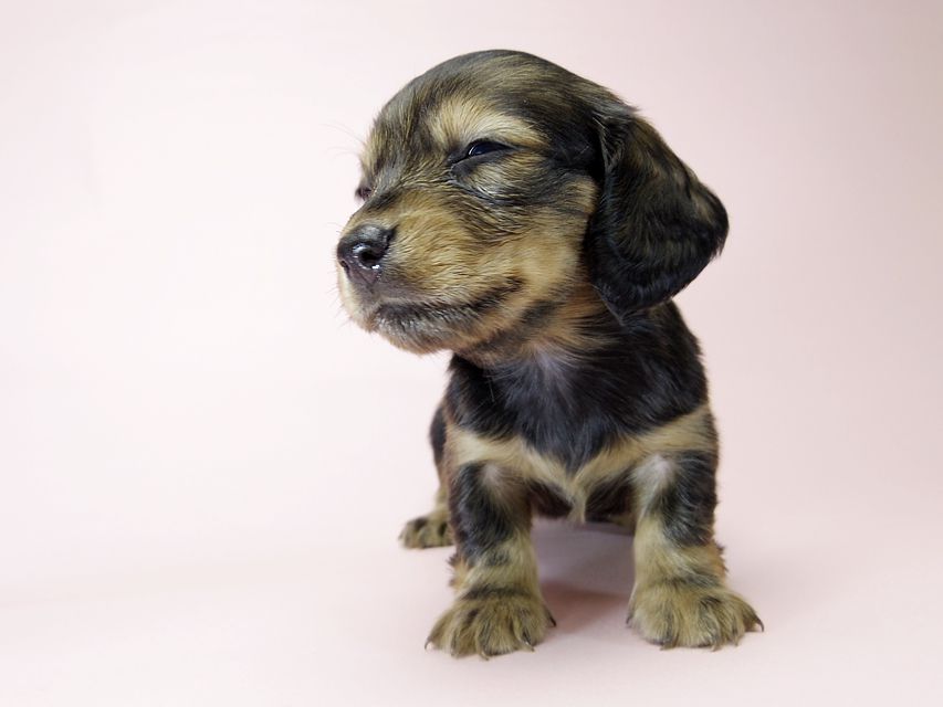 カニンヘン ダックスフンド 子犬 シェーデットレッド 女の子