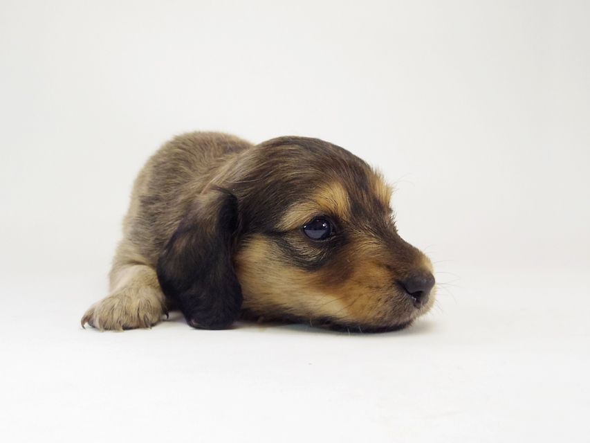 カニンヘン ダックスフンド ベルサス & オスカルの赤ちゃん シェーデットクリーム 女の子