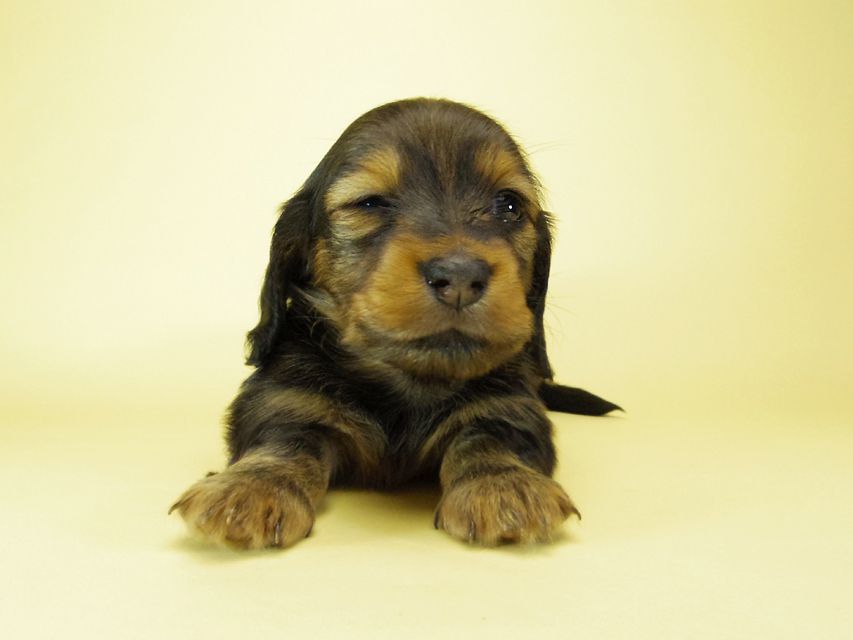 ダックスフンド カニンヘン ルヒィ & オスカルの赤ちゃん 10月11日生まれ シェーデットレッド 女の子