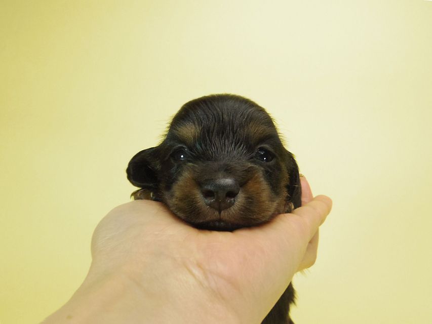ダックスフンド チェルシー & AQUARIONの子犬 ブラックタン 男の子