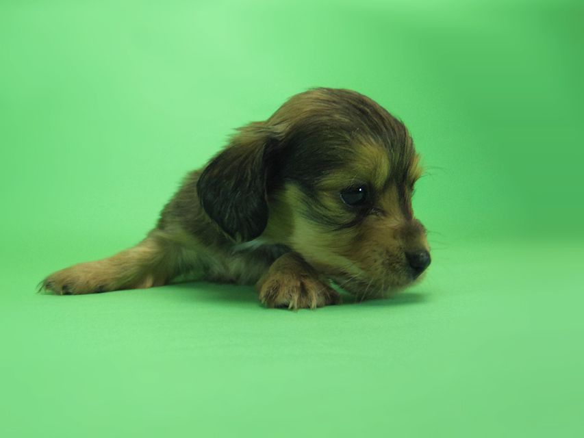 ダックスフンド カニンヘン SHELLY.mi & オスカルの子犬 シェーデットクリーム 女の子 ①