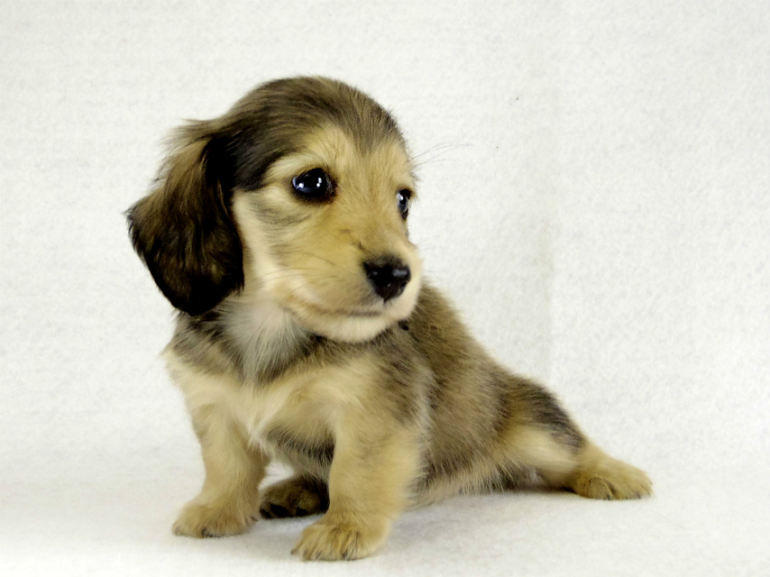 カニヘンダックス シェーデットクリーム男の子 カニヘンダックス シェーデットクリーム男の子