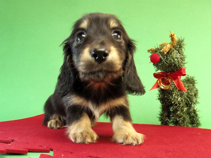 カニンヘン ダックスフンド ブラッククリーム男の子