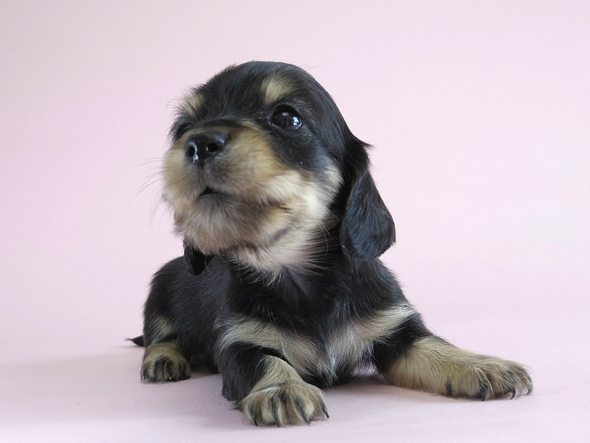 カニヘン　子犬　ブラクリ　男の子
