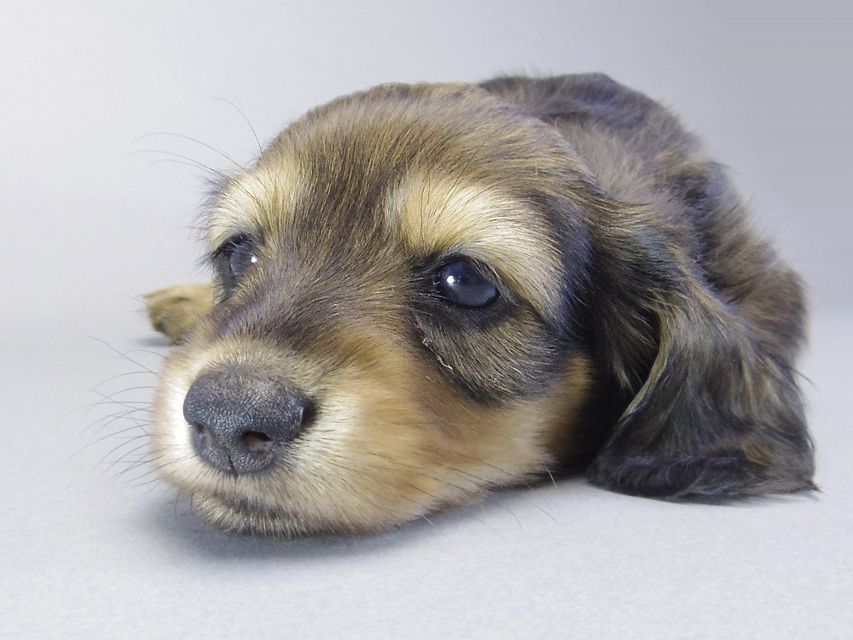 カニンヘン ダックスフンド ティアラ & たけるの赤ちゃん シェーデットクリーム 女の子059 カニンヘン ダックスフンド ティアラ & たけるの赤ちゃん シェーデットクリーム 女の子