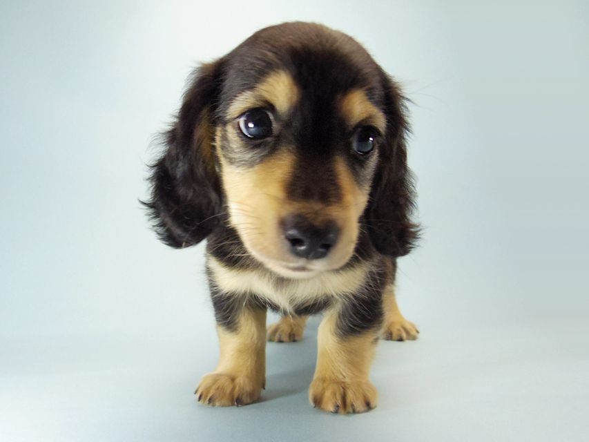 カニンヘン ダックスフンド いちご & ジュピターmiの赤ちゃん059 カニンヘン ダックスフンド いちご & ジュピターmiの赤ちゃん