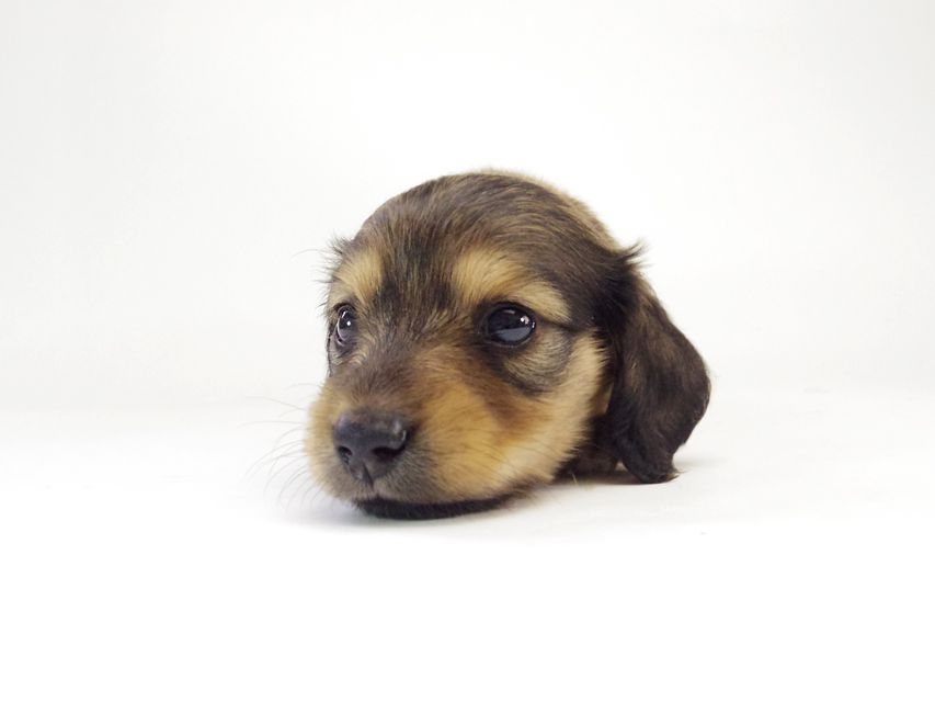 カニンヘン ダックスフンド ベルサス & オスカルの赤ちゃん シェーデットクリーム 女の子