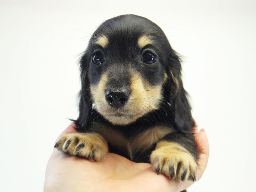 ダックスフンド カニンヘン 楓 & オスカルの子犬 ブラッククリーム 女の子②059 ダックスフンド カニンヘン 楓 & オスカルの子犬 ブラッククリーム 女の子②