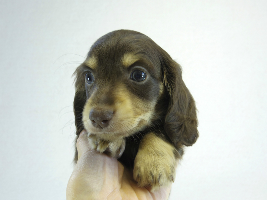 カニヘン　子犬　チョコクリ女の子
