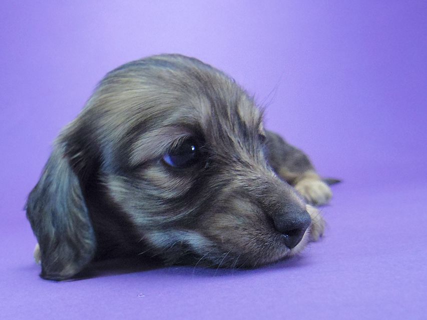 ダックスフンド カニンヘン マンドレ & ジムダンディの子犬 シェーデットクリーム 女の子