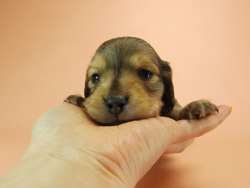 0ダックスフンド カニンヘン SHELLY.mi & オスカルの子犬 シェーデットクリーム 男の子 ①59 ダックスフンド カニンヘン SHELLY.mi & オスカルの子犬 シェーデットクリーム 男の子 ①