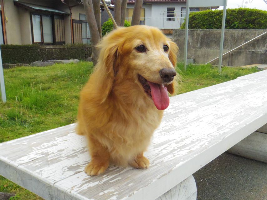 ミニチュアダックス あっくん