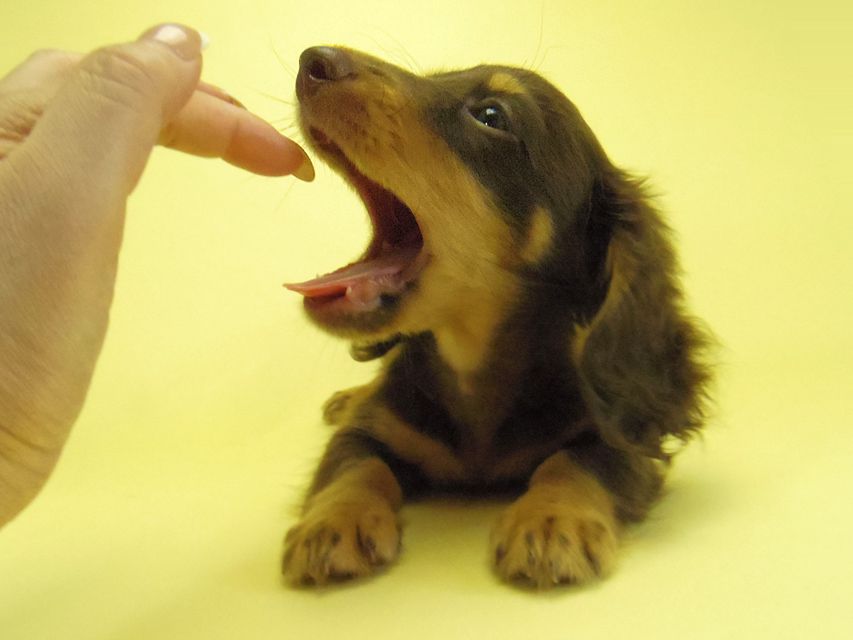 ダックスフンド 黒豆 & アサヒの子犬 チョコタン 男の子