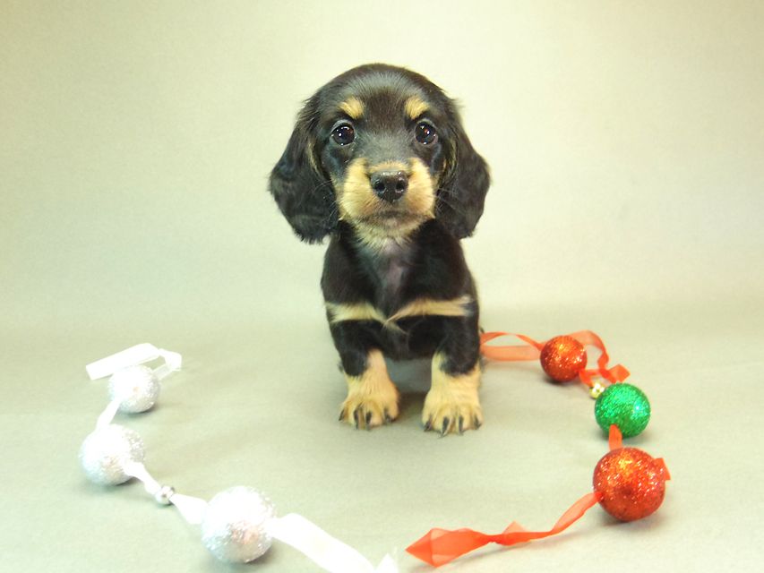 ダックスフンド クレア & ジムダンディの子犬 ブラッククリーム 女の子