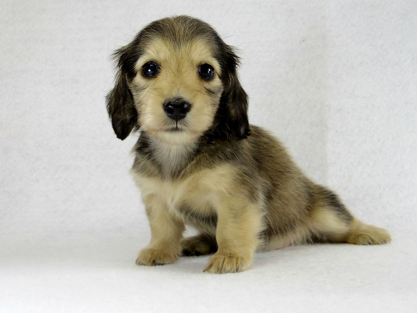 カニヘンダックス シェーデットクリーム男の子 カニヘンダックス シェーデットクリーム男の子