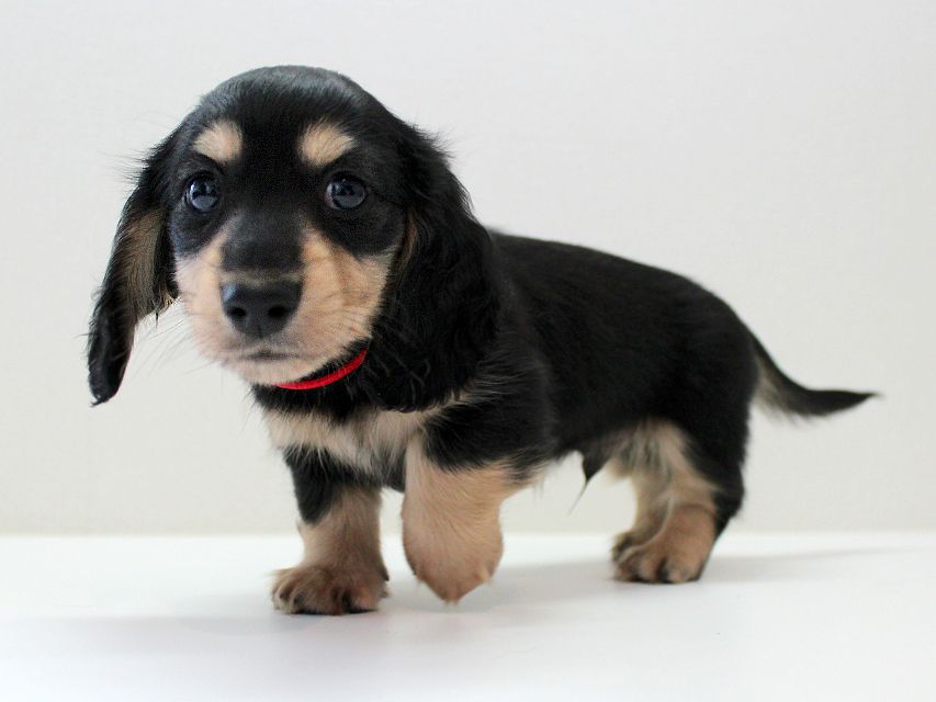 ダックスフンド メリア & ダルク君の子犬 ブラッククリーム 男の子③