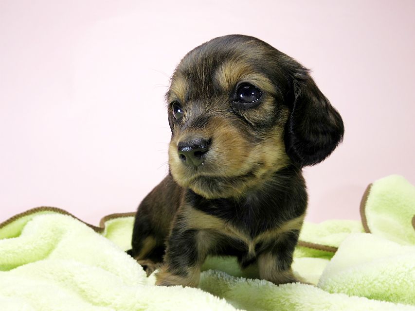 カニンヘン ダックスフンド 子犬 シェーデットレッド 女の子