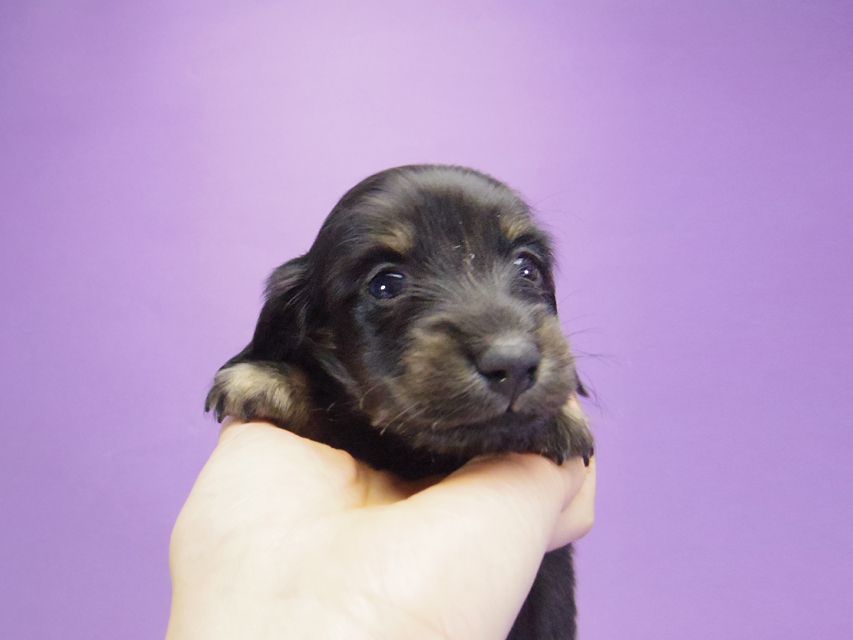 カニンヘン ダックスフンド グリム & オスカルの赤ちゃん ブラタン 男の子