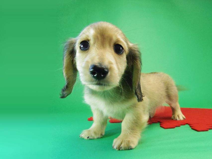 ダックスフンド カニンヘン グリム & オスカルの赤ちゃん