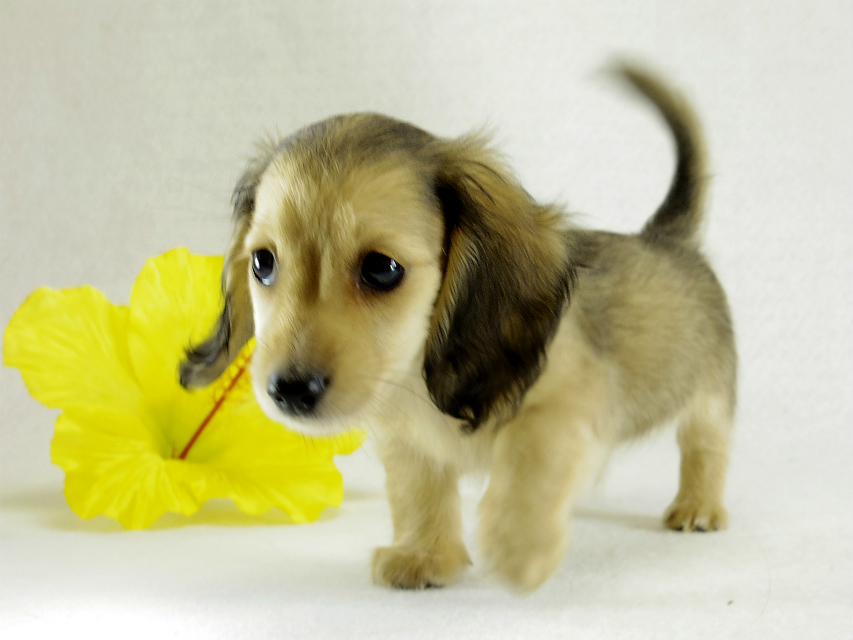 カニヘンダックス シェーデットクリーム 男の子 カニヘンダックス シェーデットクリーム 男の子