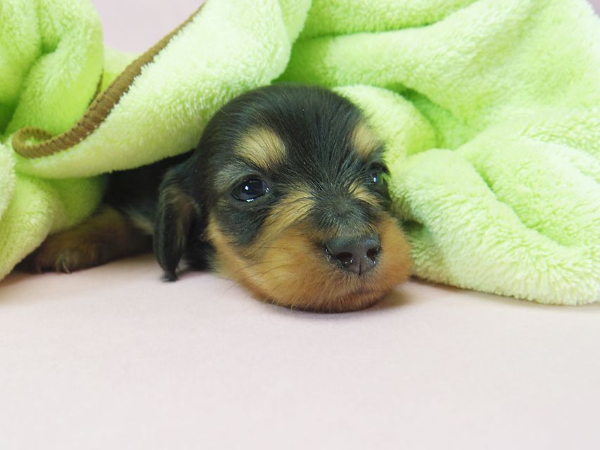 ダックスフンド ローラ.mi & アレックス ブラッククリーム 女の子① お写真初登場060 ダックスフンド ローラ.mi & アレックス ブラッククリーム 女の子① お写真初登場