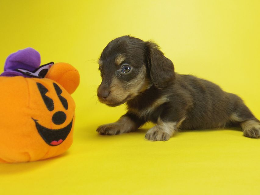 ダックスフンド ピノ & アレックスの赤ちゃん チョコタン 男の子