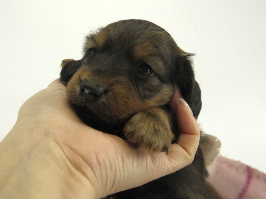 カニンヘン ダックスフンド 子犬 シェーデットレット 男の子
